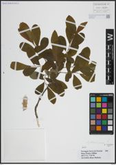 Foto von Salix atrocinerea Brot.